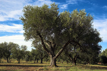 Tre nomi per la presidenza del Parco: Fraissinet, Laureano e Ortolani