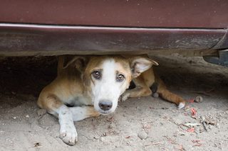 La denuncia degli animalisti: «Niente cure per i randagi? Boicottate le vacanze in Cilento e Vallo di Diano»