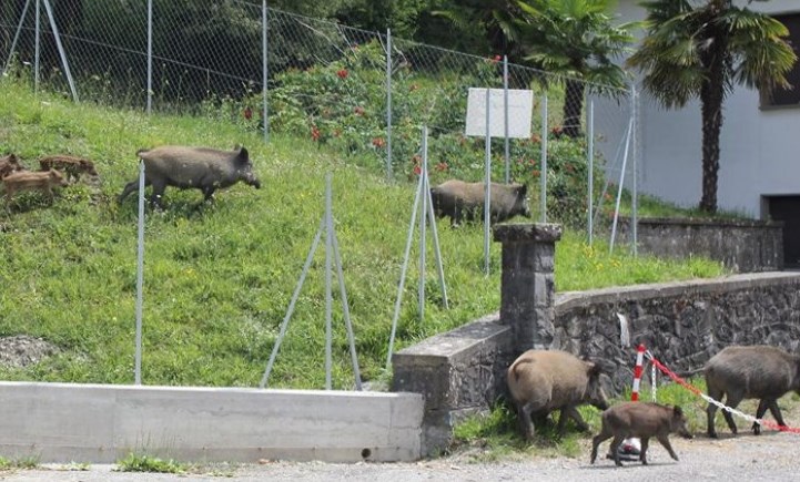 Emergenza cinghiali: ‘Grazie parco’, la rabbia di un imprenditore agricolo