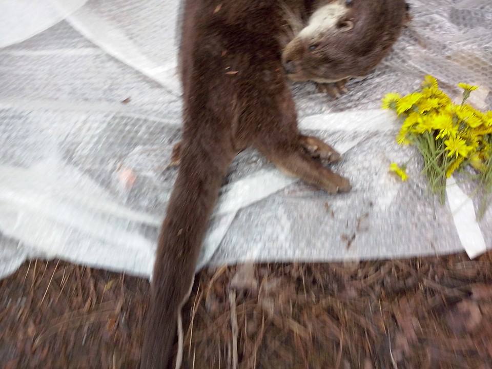 Lontra trovata morta nel Parco del Cilento, forse investita: è specie protetta (FOTO)
