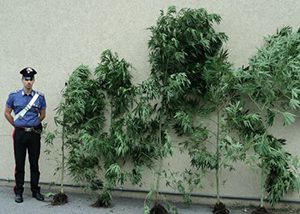 Piantagione di marijuana in casa: 22enne arrestato