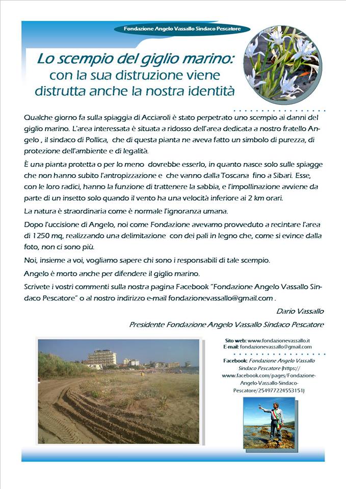 Fondazione Angelo Vassallo denuncia «scempio» del giglio marino ad Acciaroli