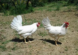 Depredato un allevamento: ladri rubano polli e conigli