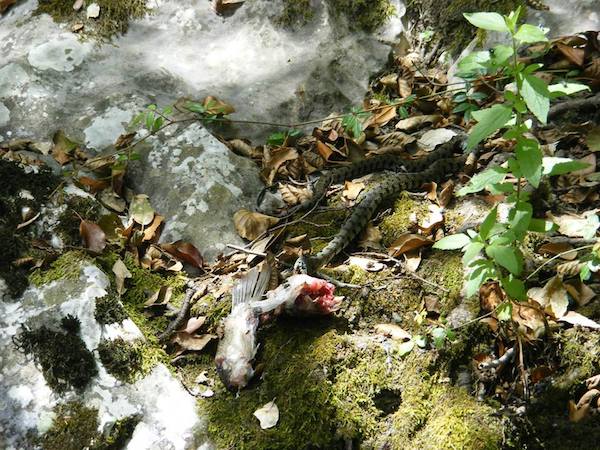 Sulla riva del fiume rettili si contendono il pescato (FOTO)