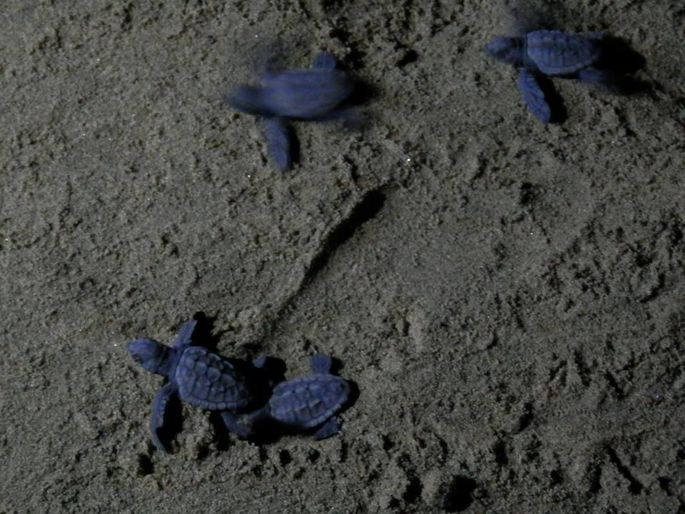 Le tartarughe di Acciaroli raggiungono il mare, la schiusa delle uova (FOTO)