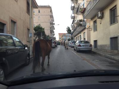 Cavalli passeggiano al centro del paese: traffico in tilt