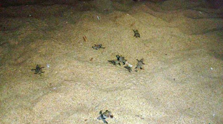 Palinuro, cuccioli di tartaruga verso il mare: la schiusa delle uova (FOTO)