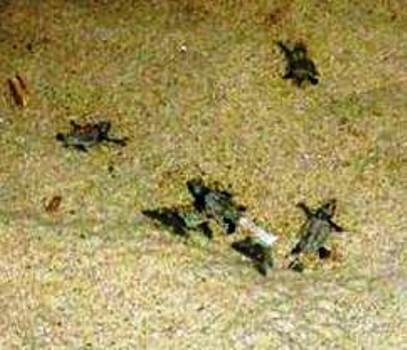 Palinuro: liberate le 50 tartarughine nate ieri sera