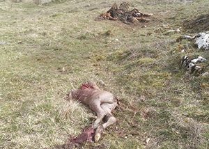 Orrore nel Parco, scoperta la «valle degli animali morti»: bestie uccise a fucilate o decapitate