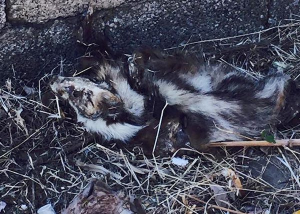 «Siringa, zecca e animali morti» sul sentiero per raggiungere il mare del Cilento