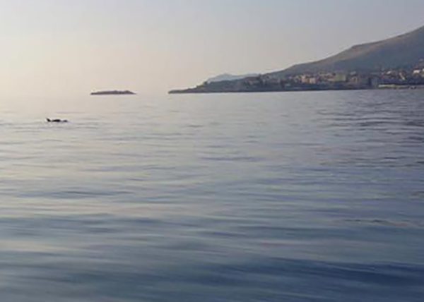 Ovunque è inverno, tranne che nel Cilento. Avvistati delfini a largo di Camerota