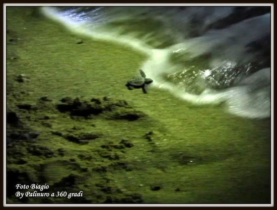 Palinuro, la spiaggia delle tartarughe regala altri cento esemplari al mare del Cilento (FOTO)