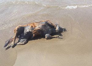 Coppia con cane trova altro cane morto annegato, cittadino denuncia: «Carcassa lì da giorni»