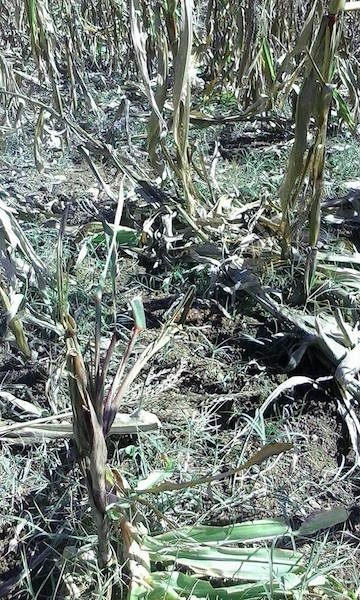 Cilento, cinghiali distruggono campo di granturco: contadini sul piede di guerra