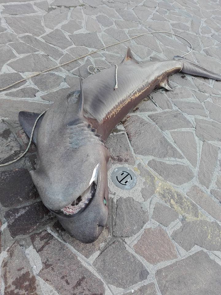 Grosso squalo pescato nelle acque del Cilento