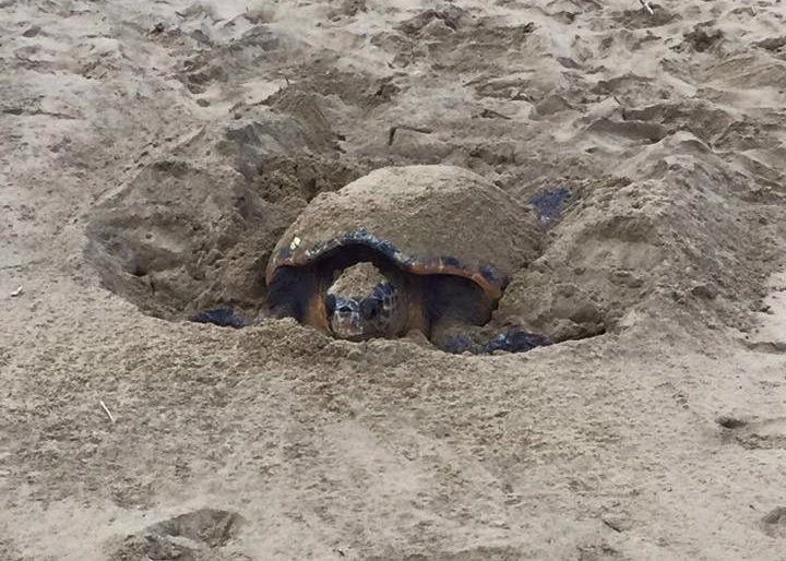 Il paradiso delle tartarughe è in Cilento: sulla spiaggia di Acciaroli il primo nido della stagione| VIDEO