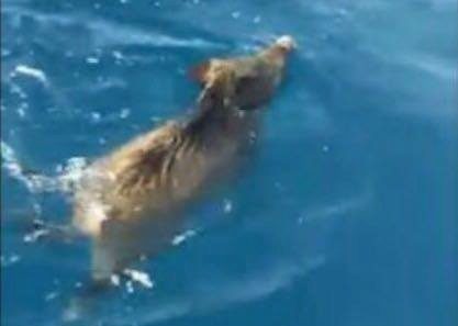 La nuotata del cinghiale nel mare del Cilento: «Da non crederci»