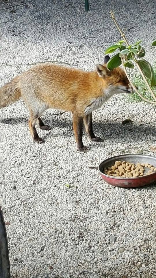 Cilento, la volpe affamata si avvicina al ristorante e fa lo spuntino con la cuoca