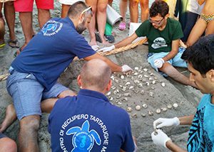 Freddo e pioggia, a rischio i nidi di tartarughe nel Cilento