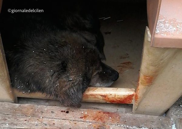 Temporale distrugge canile, 400 cuccioli in difficoltà: alcuni sono feriti