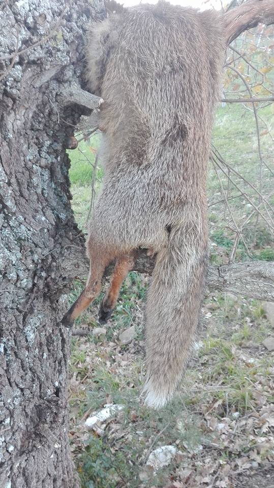 Shock in Cilento: spara e uccide le volpi, poi appende agli alberi gli animali morti