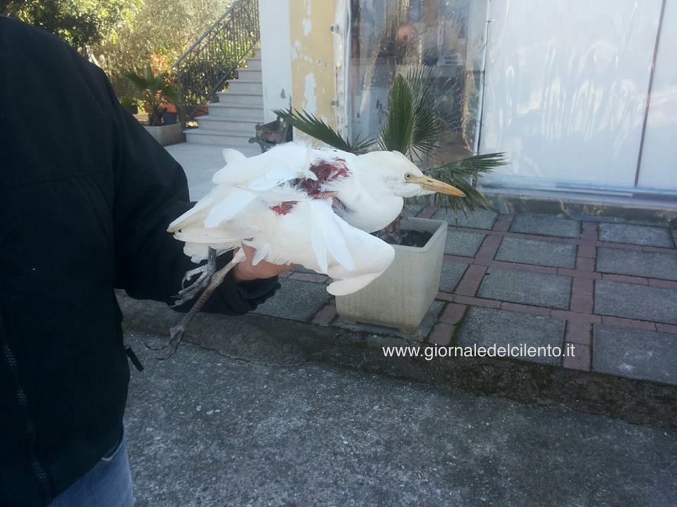 Cilento, 200 chilometri in auto per salvare l’airone ferito