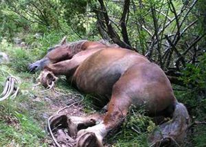 Cavallo ucciso a colpi di fucile, inquirenti controllano Parco per catturare animali vaganti: 6 sequestri