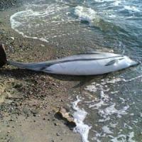 Mare tropicalizzato, un batterio causa lo spiaggiamento dei delfini