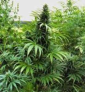 Marina di Ascea, coltivava piante di marijuana. Arrestato un 56enne