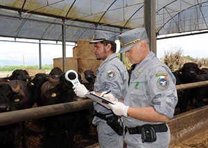 Cilento, topi e spazzatura nell’allevamento dei bufali: 4 nei guai