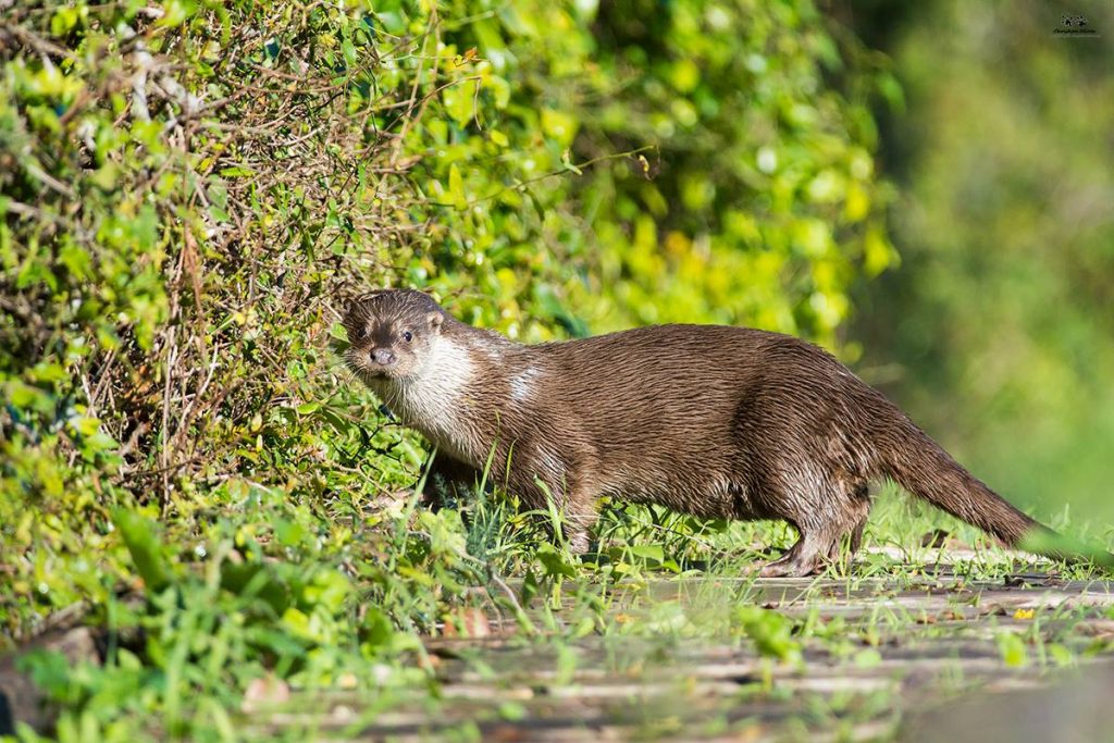 Le oasi di Persano e Morigerati rifugio per la lontra europe