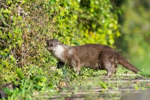Le oasi di Persano e Morigerati rifugio per la lontra europe