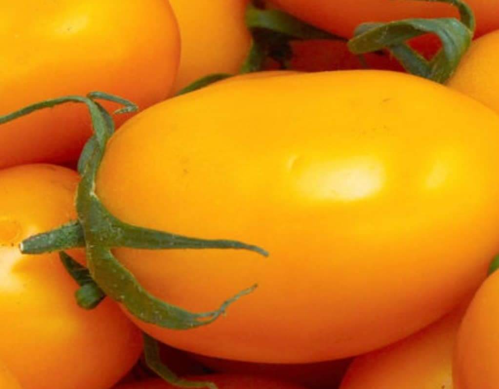 Recupero e valorizzazione del pomodorino giallo di Rofrano: l’incontro