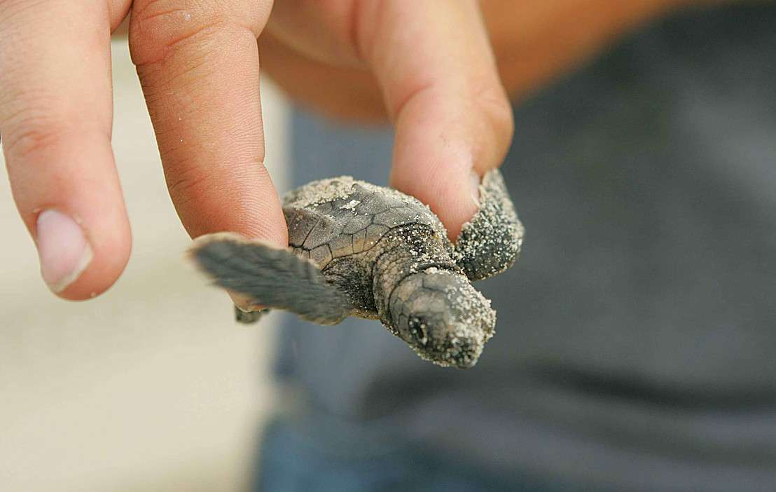 Costa del Cilento, è l’estate record delle nascite delle tartarughe Caretta caretta