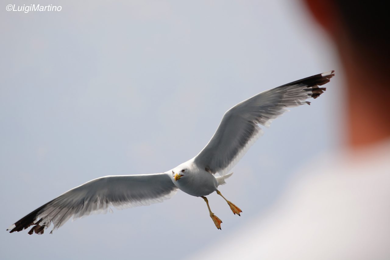 Cala di Luna, dove i gabbiani cantano la loro storia