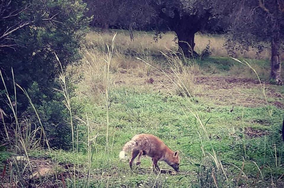 Spunta Foxy, la mascotte di Castellabate