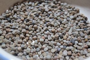 Campania e i suoi legumi Presìdi Slow Food: quali quelli del Cilento