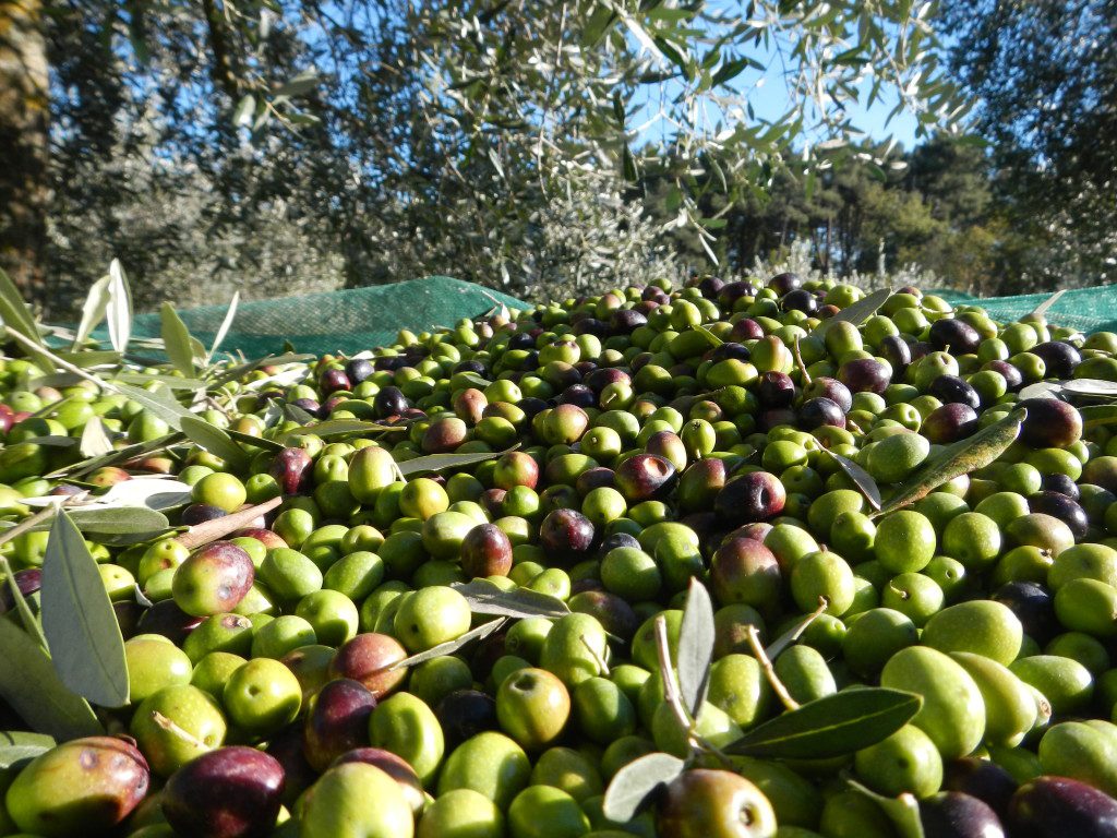 Dall’olio nuovo slancio al turismo aree interne: l’incontro a Sanza con il consigliere Pellegrino