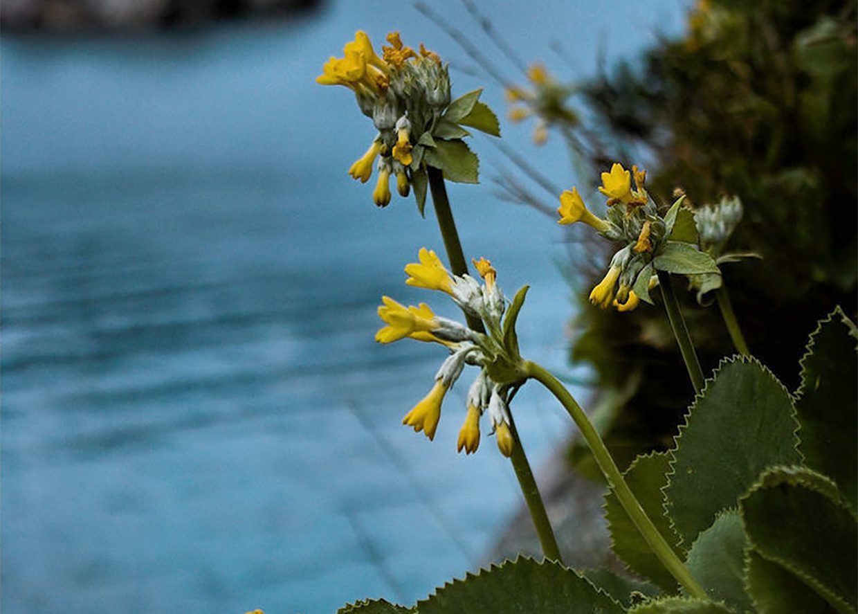 Pianta simbolo Campania è Primula Palinuri