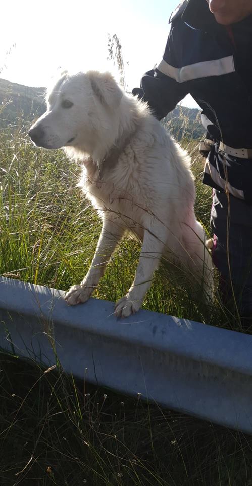 Vallo della Lucania, cane abbandonato: polstrada interviene per salvarlo