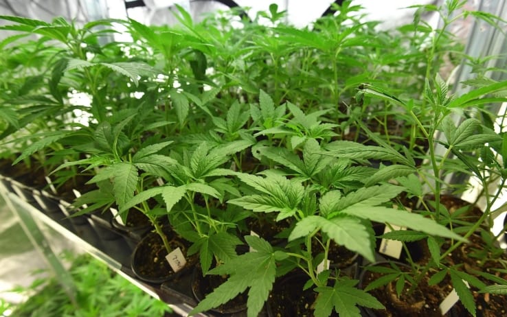 Abitazione disabitata trasformata in laboratorio per la produzione di cannabis