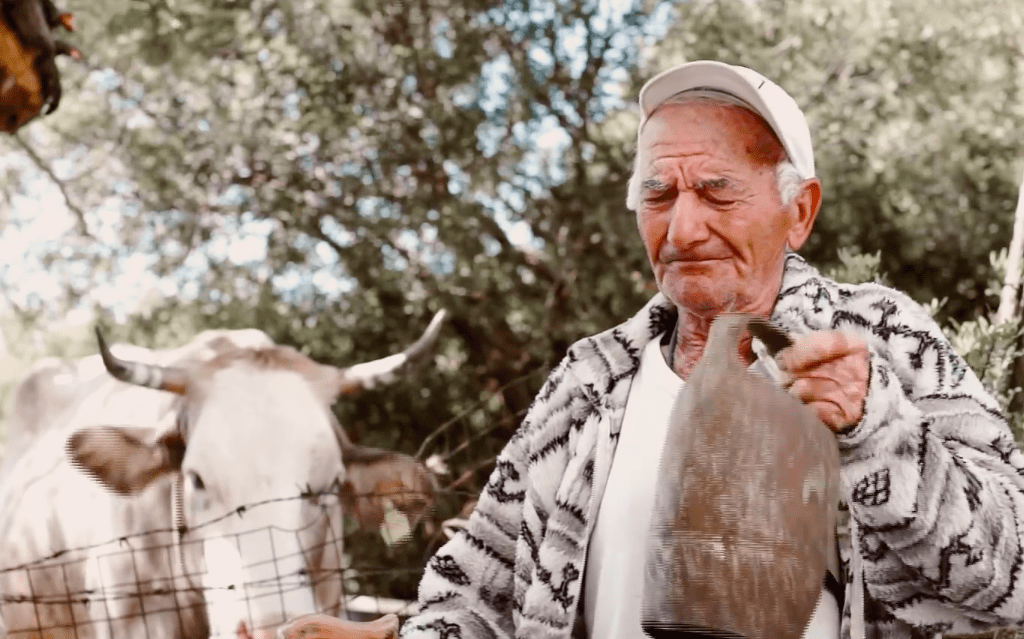 Michele e le sue vacche, una vita di sacrifici: «Non conosco ferie»