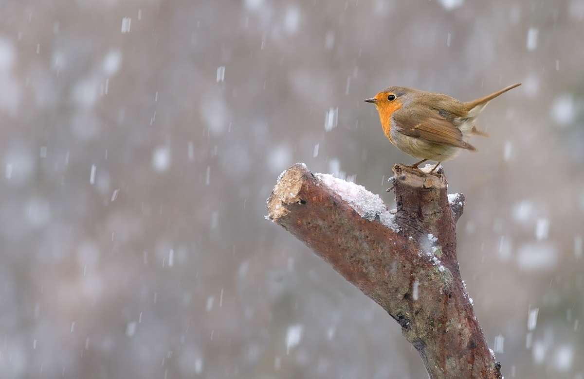 Temperature in picchiata, giù la neve: pericolo sulle strade