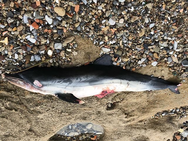 Un altro delfino morto rinvenuto lungo la costa del Cilento