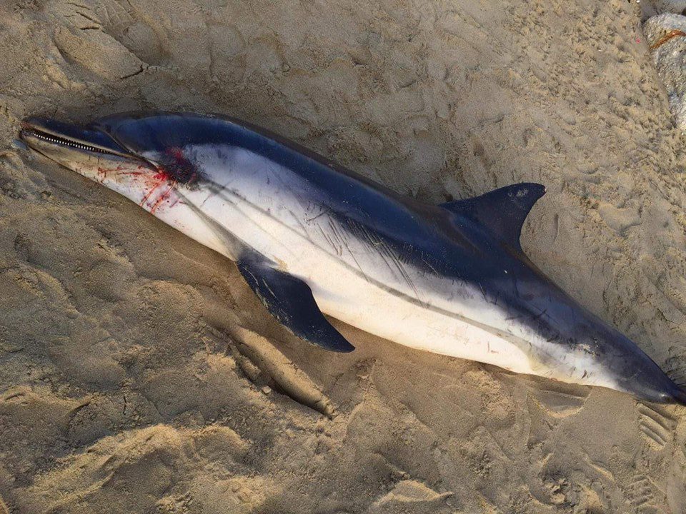 San Marco di Castellabate, il mare lascia una stenella morta