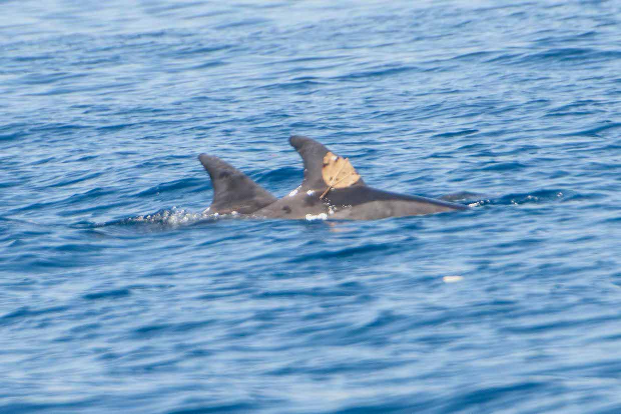Delfini incantano turisti a passeggio sul lungomare di Marina di Camerota