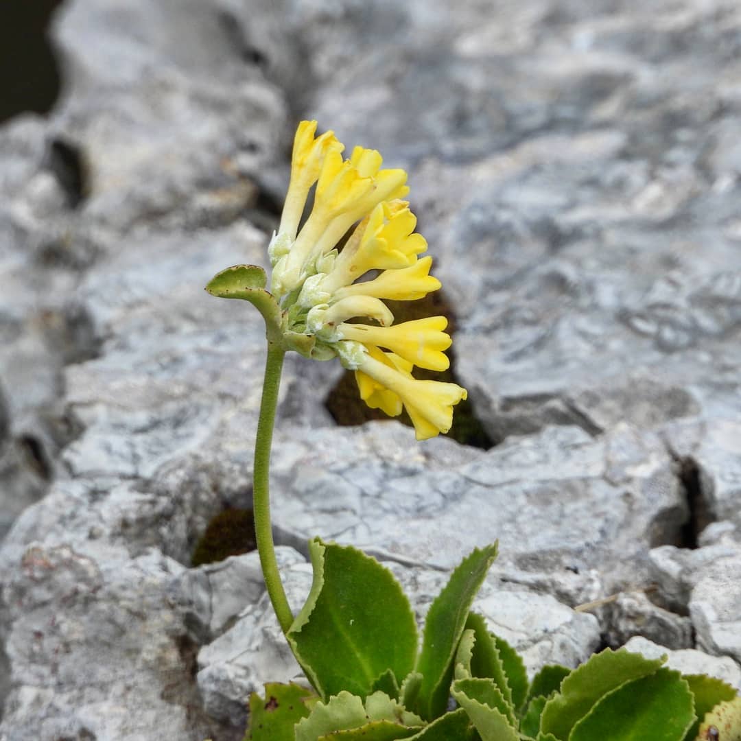 Cilento, sboccia il simbolo del Parco: ecco la primula in tutto il suo splendore