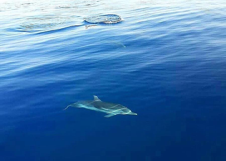 Cilento, i delfini aprono le porte alla primavera