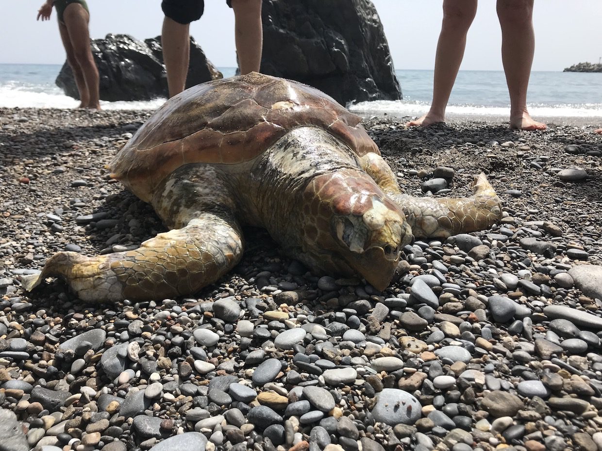 Camerota, il mare porta sulla spiaggia una tartaruga priva di vita