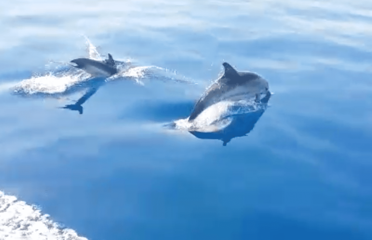 Branco delfini gioca con turisti e li accompagna alla scoperta del Cilento